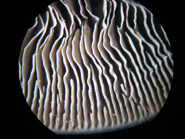 Daedaleopsis tricolor o septentrionalis? (Lenzites betulina)